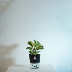 Variegated pepromiya
