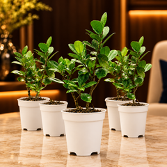 Ficus Plant – Bulk Wholesale Pack
