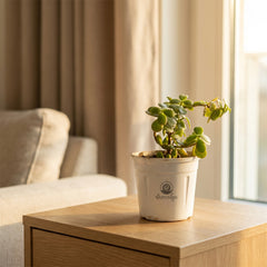 Jade Plant