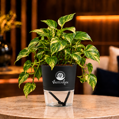 variegated money plant