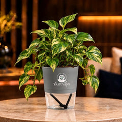 variegated money plant