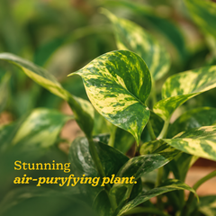 variegated money plant