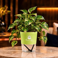 variegated money plant