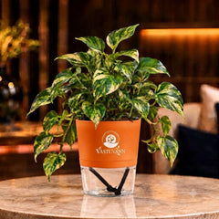 variegated money plant