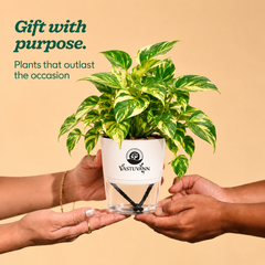 variegated money plant