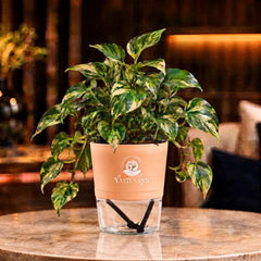 variegated money plant