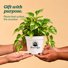variegated money plant