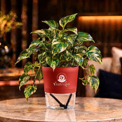 variegated money plant