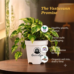 variegated money plant