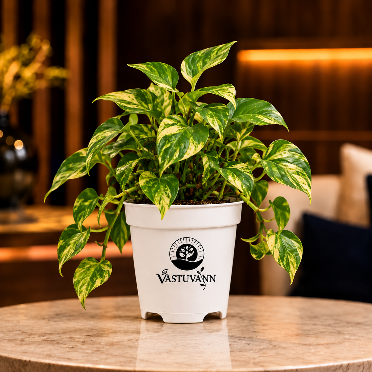 variegated money plant