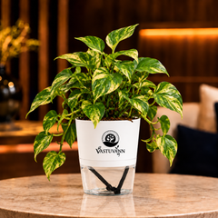 variegated money plant