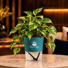 variegated money plant
