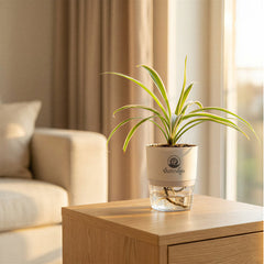 Spyder Plant