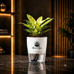 Philodendron Yellow Plant