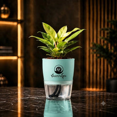 Philodendron Yellow Plant