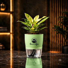 Philodendron Yellow Plant