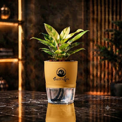 Philodendron Yellow Plant